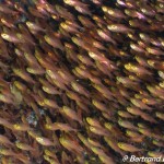 DSC00160_Fotor 2