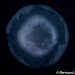 _DSC0981_Fotor 2