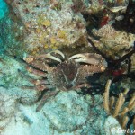 Crabe, Playa, Cozumel, cénotes, Février 2018