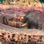 Crabe dans une éponge baril, Playa, Cozumel, cénotes, Février 2018