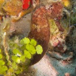 Hippocampe 1, Playa, Cozumel, cénotes, Février 2018