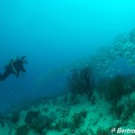 Plongeur et banc de gorettes, Playa, Cozumel, cénotes, Février 2018