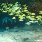 Plongeurs en admiration, Playa, Cozumel, cénotes, Février 2018