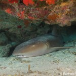 Requin nourrice 3, Playa, Cozumel, cénotes, Février 2018