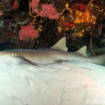 Requin nourrice, Playa, Cozumel, cénotes, Février 2018