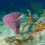 Tétraodon nain souffleur des Caraïbes, Playa, Cozumel, cénotes, Février 2018