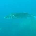 baracuda