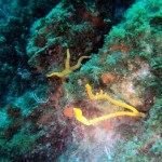 epongeEtoile