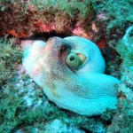 poulpe03