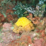 IMG-20260530-WA0016