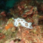 IMG-20260530-WA0018
