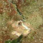 IMG-20260530-WA0024
