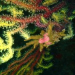IMG-20260531-WA0016