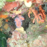 IMG-20260531-WA0045