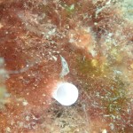 IMG-20260531-WA0055
