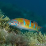 IMG-20260531-WA0203