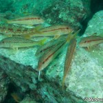 IMG-20260531-WA0208
