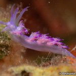 IMG-20260531-WA0210