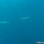 IMG-20260531-WA0230